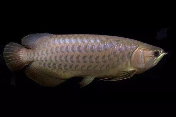 金龍魚馬蹄印