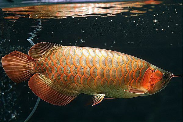金龍魚馬蹄印