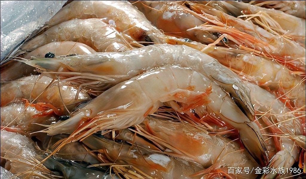 龍魚可以喂河蝦嗎