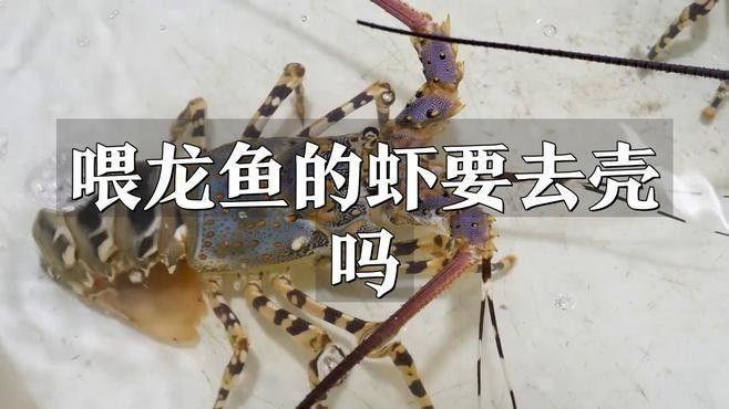 龍魚可以喂河蝦嗎