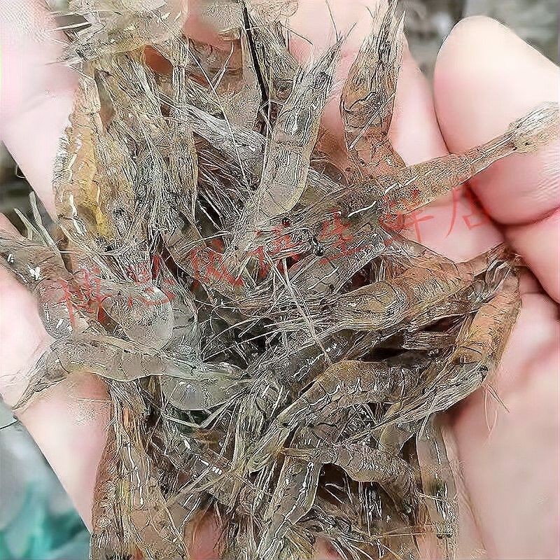 龍魚可以喂河蝦嗎