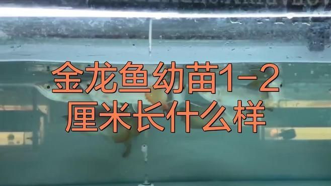 金龍魚幼苗長什么樣