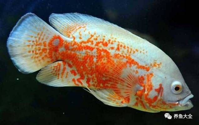 龍魚感染外寄生蟲會死亡嗎？