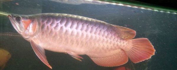 龍魚常見的病害有哪些種類：龍魚常見的病害種類繁多，