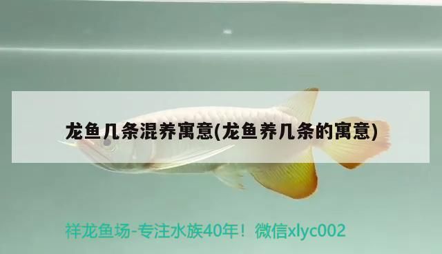 龍魚(yú)幾條混養(yǎng)寓意：混養(yǎng)龍魚(yú)的寓意及其對(duì)養(yǎng)殖環(huán)境的影響