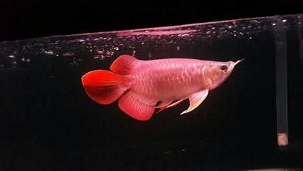 龍魚ph值8怎么降低：如何自然調節龍魚缸ph值