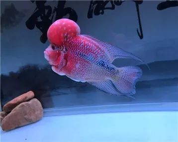 龍魚ph值8怎么降低：如何自然調節龍魚缸ph值