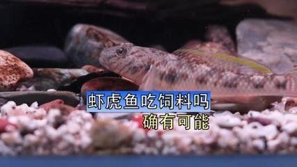 龍魚飼料魚,蝦虎魚哪個好養一點：如何選擇適合龍魚的飼料魚
