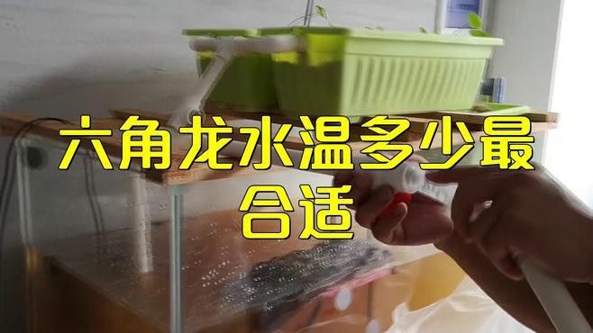 六角龍魚水溫多少合適養殖呢