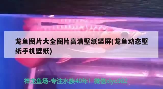 龍魚高清手機壁紙：龍魚高清手機壁紙分析