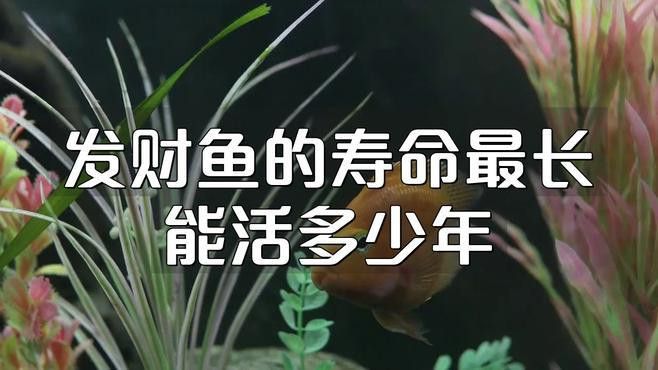 白化招財龍魚壽命