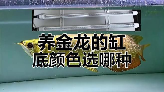 龍魚金底最建議買的顏色