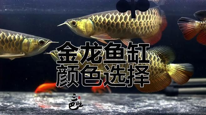 龍魚金底最建議買的顏色