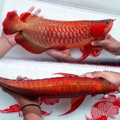 金龍魚(yú)是熱帶魚(yú)嗎圖片