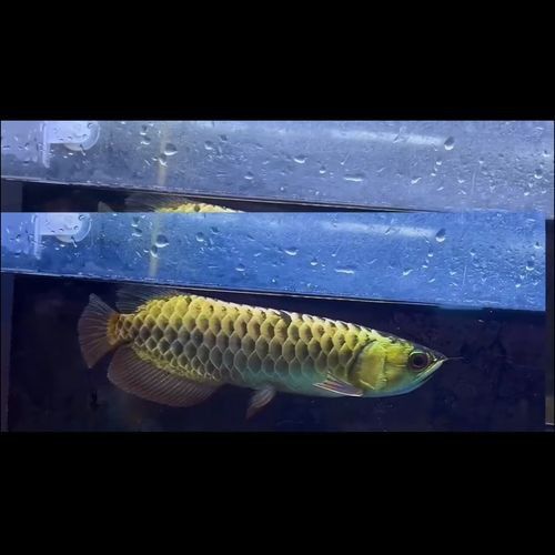 金龍魚(yú)是熱帶魚(yú)嗎圖片