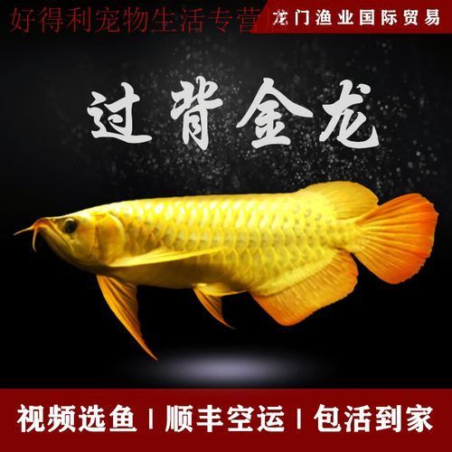 金龍魚(yú)是熱帶魚(yú)嗎圖片