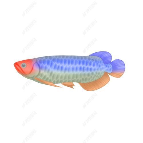 金龍魚(yú)是熱帶魚(yú)嗎圖片