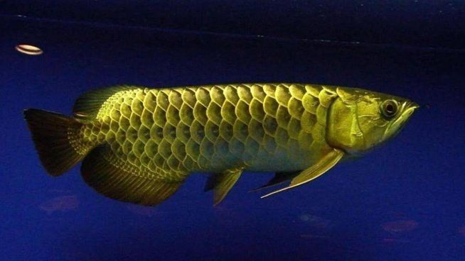 金龍魚(yú)是熱帶魚(yú)嗎圖片