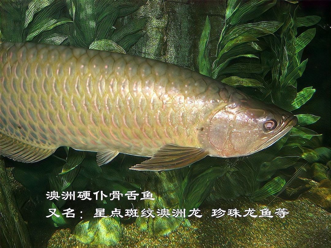 金龍魚(yú)是熱帶魚(yú)嗎圖片