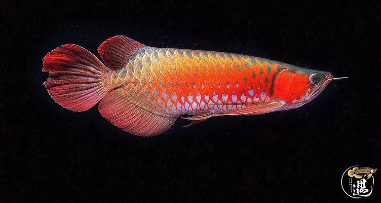 龍魚沉頭肛門排氣：龍魚沉頭怎么辦