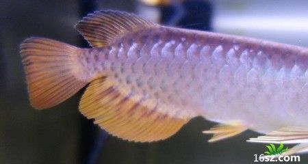 過背龍魚和高背龍魚的區別是什么：過背金龍魚和高背龍魚的區別是什么
