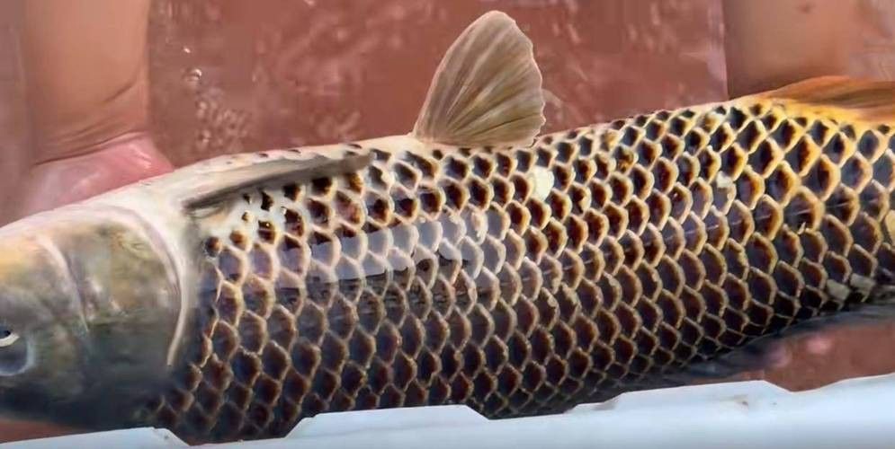 化骨龍魚圖片高清圖