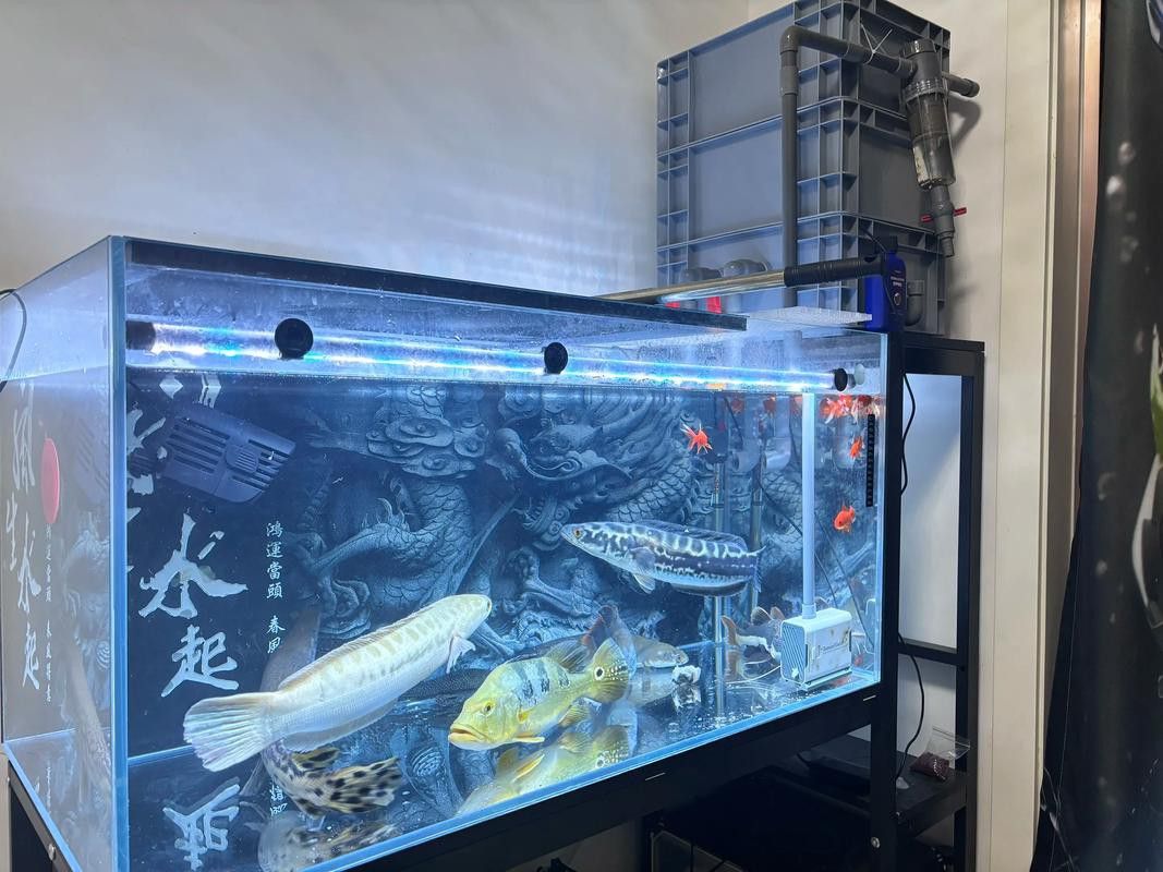 化骨龍魚圖片高清圖