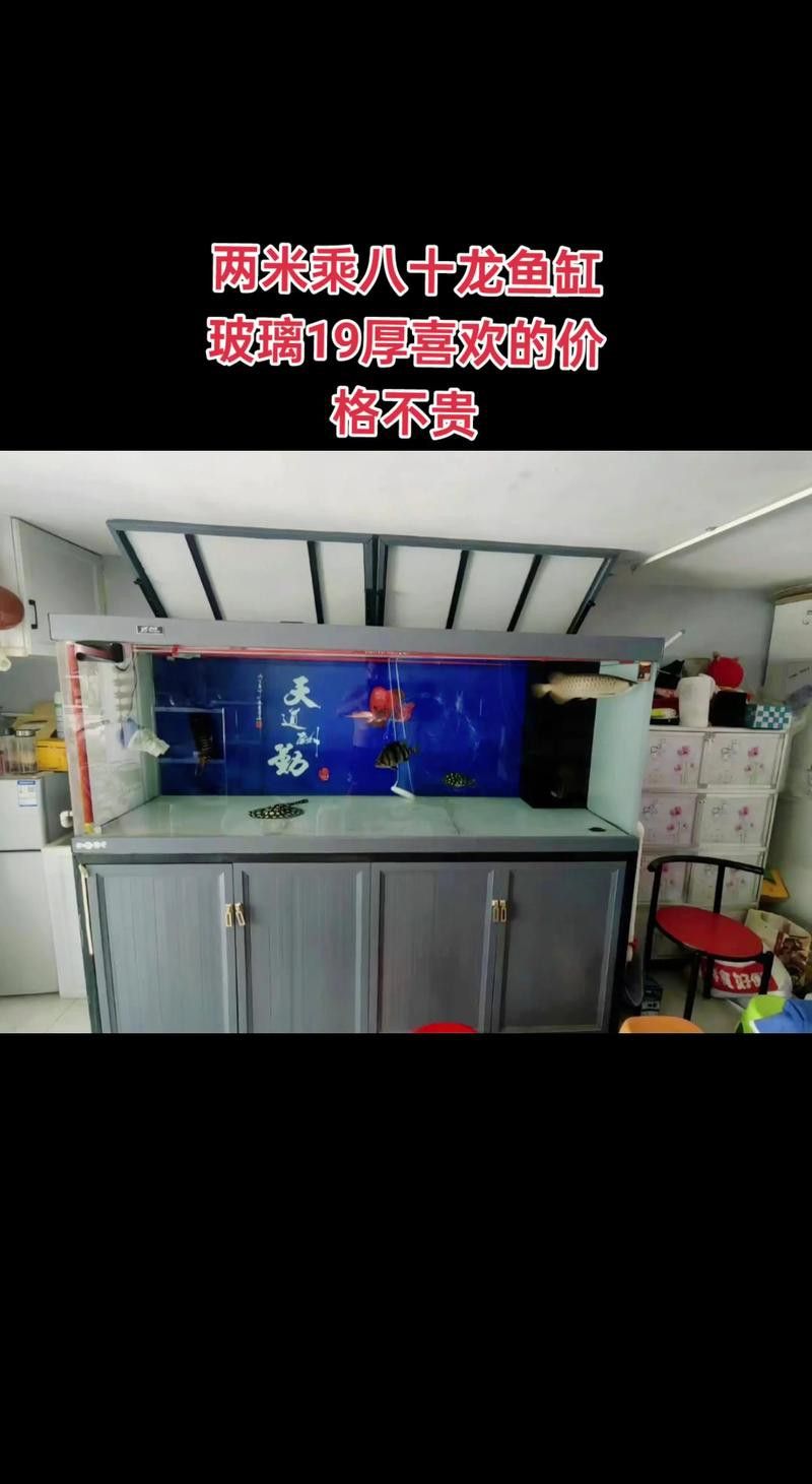 化骨龍魚圖片高清圖