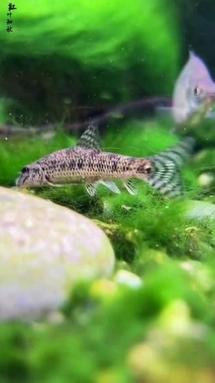 馬古龍魚的圖片欣賞大全 馬古龍魚的圖片欣賞大全 龍魚百科 第14張