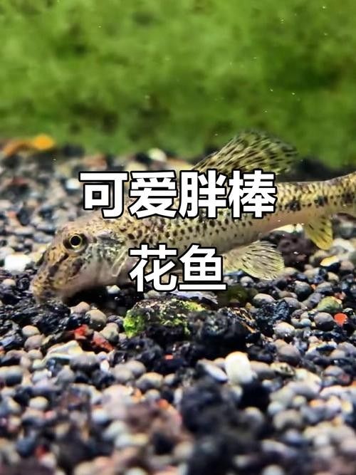 馬古龍魚的圖片欣賞大全 馬古龍魚的圖片欣賞大全 龍魚百科 第13張