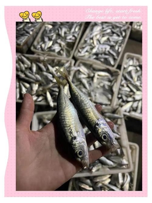 馬古龍魚的圖片欣賞大全 馬古龍魚的圖片欣賞大全 龍魚百科 第17張