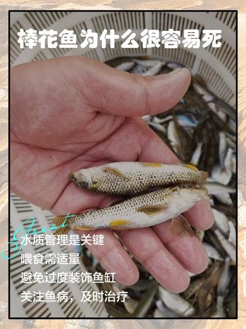 馬古龍魚的圖片欣賞大全 馬古龍魚的圖片欣賞大全 龍魚百科 第7張