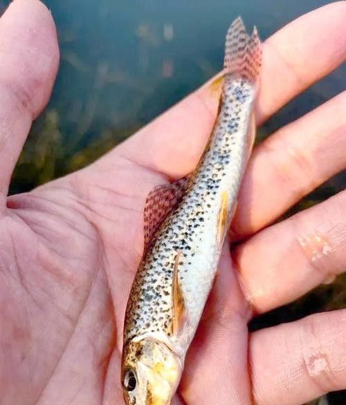 詳細(xì)閱讀:馬古龍魚的圖片欣賞大全 馬古龍魚的圖片欣賞大全