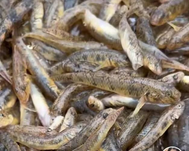 馬古龍魚的圖片欣賞大全 馬古龍魚的圖片欣賞大全 龍魚百科 第19張