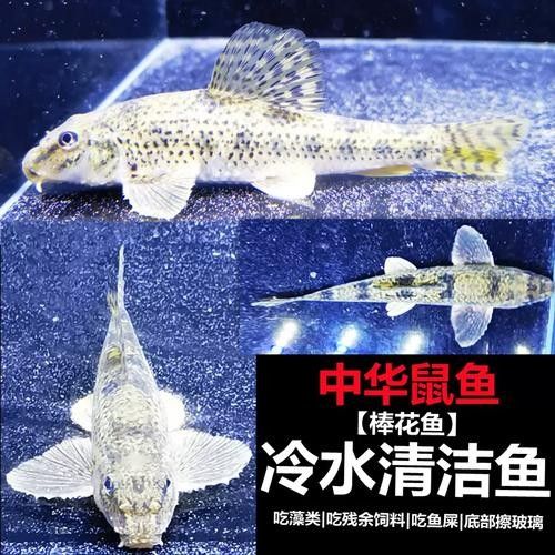 馬古龍魚的圖片欣賞大全 馬古龍魚的圖片欣賞大全 龍魚百科 第12張