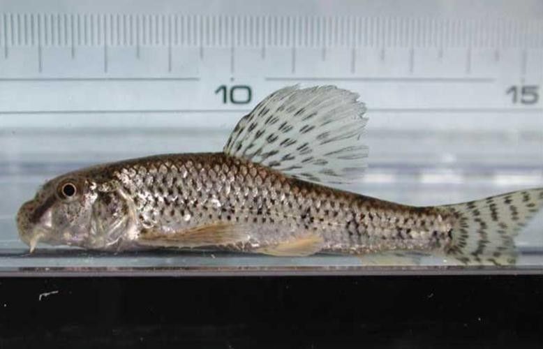 馬古龍魚的圖片欣賞大全 馬古龍魚的圖片欣賞大全 龍魚百科 第4張