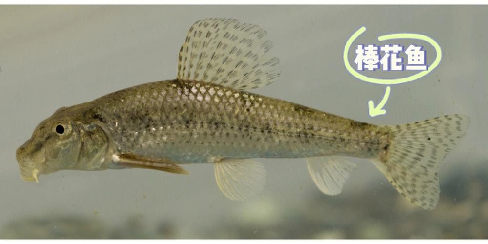 馬古龍魚的圖片欣賞大全 馬古龍魚的圖片欣賞大全 龍魚百科 第8張