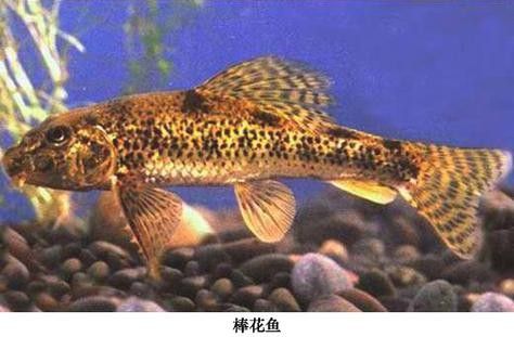 詳細(xì)閱讀:馬古龍魚的圖片欣賞大全 馬古龍魚的圖片欣賞大全