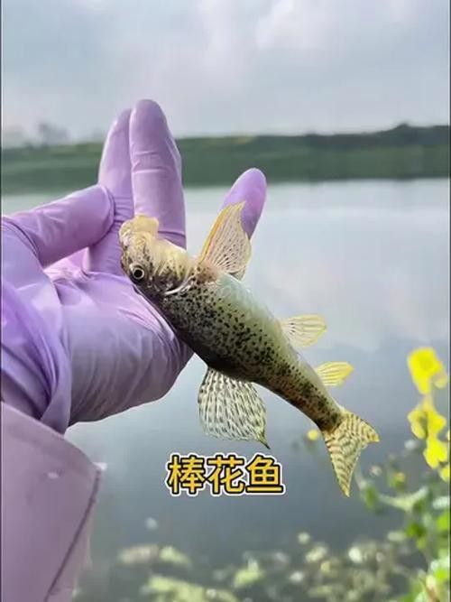 馬古龍魚的圖片欣賞大全 馬古龍魚的圖片欣賞大全 龍魚百科 第9張