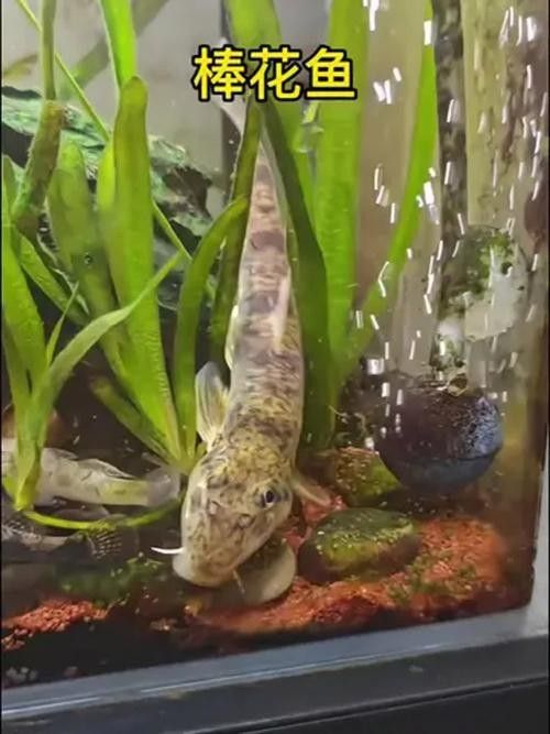 馬古龍魚的圖片欣賞大全 馬古龍魚的圖片欣賞大全 龍魚百科 第10張
