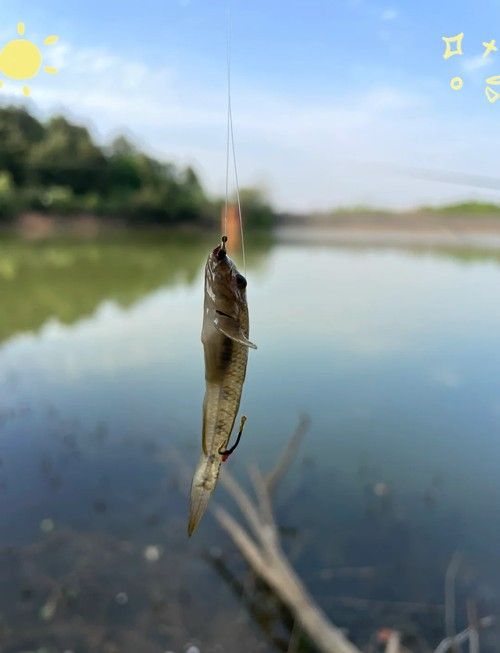 馬古龍魚的圖片欣賞大全 馬古龍魚的圖片欣賞大全 龍魚百科 第15張