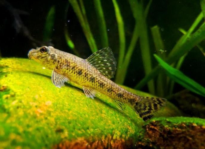 馬古龍魚的圖片欣賞大全 馬古龍魚的圖片欣賞大全 龍魚百科 第16張
