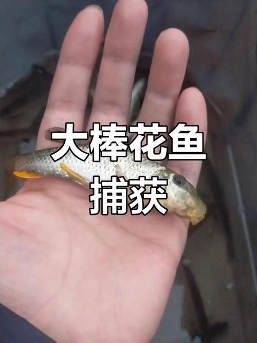馬古龍魚的圖片欣賞大全 馬古龍魚的圖片欣賞大全 龍魚百科 第18張