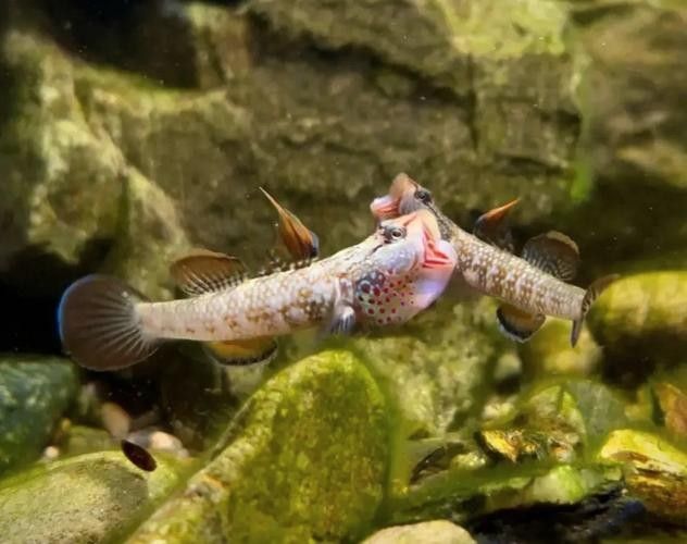馬古龍魚的圖片欣賞大全 馬古龍魚的圖片欣賞大全 龍魚百科 第11張