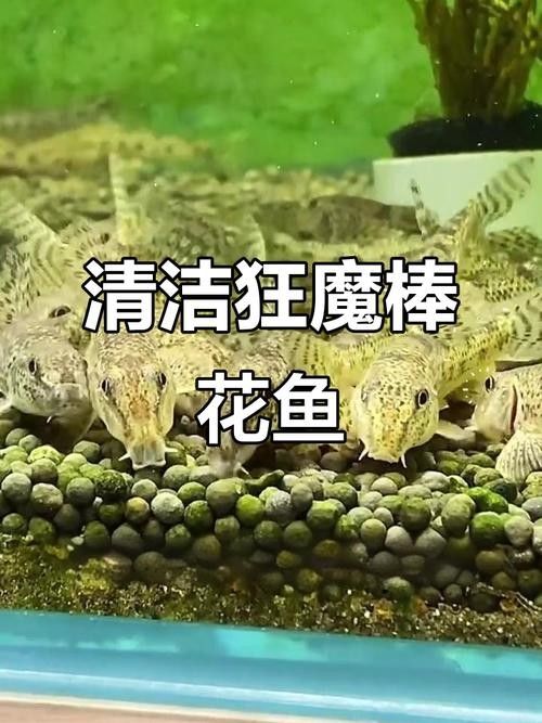 馬古龍魚的圖片欣賞大全 馬古龍魚的圖片欣賞大全 龍魚百科 第22張