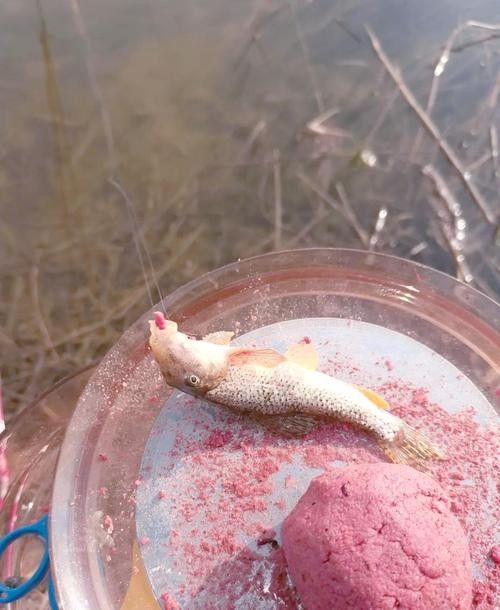 馬古龍魚的圖片欣賞大全 馬古龍魚的圖片欣賞大全 龍魚百科 第21張