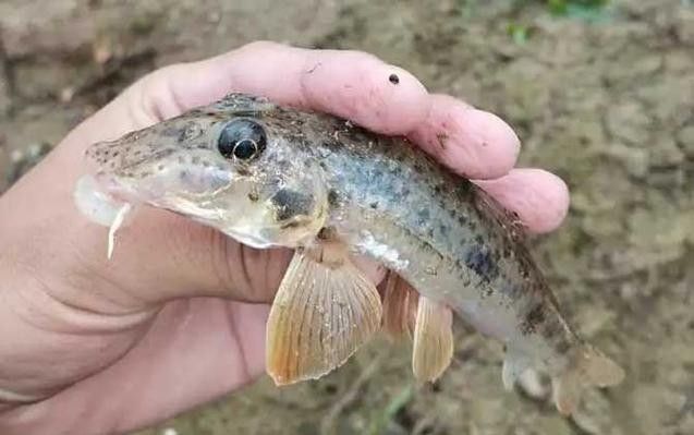 詳細(xì)閱讀:馬古龍魚的圖片欣賞大全 馬古龍魚的圖片欣賞大全