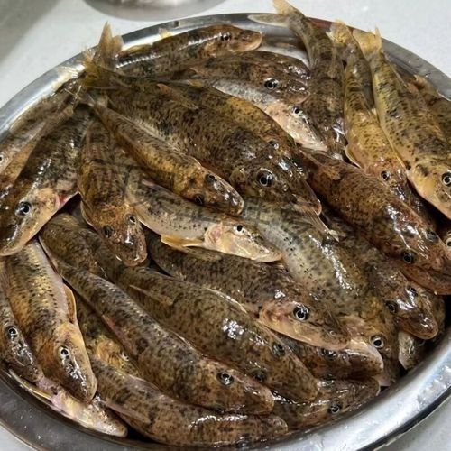 馬古龍魚的圖片欣賞大全 馬古龍魚的圖片欣賞大全 龍魚百科 第5張