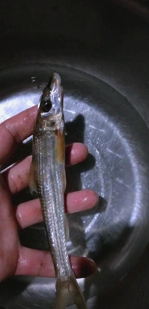 馬古龍魚的圖片欣賞大全 馬古龍魚的圖片欣賞大全 龍魚百科 第6張