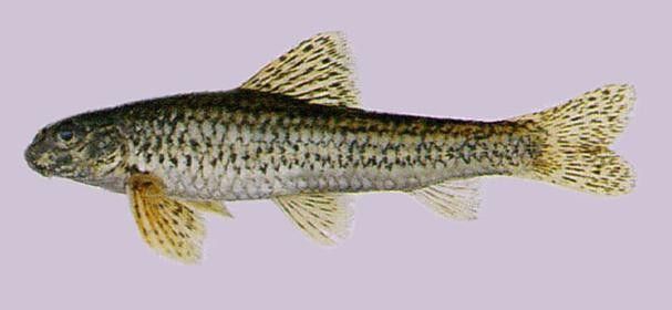 馬古龍魚的圖片欣賞大全 馬古龍魚的圖片欣賞大全 龍魚百科 第20張